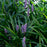 Liriope Purple Explosion