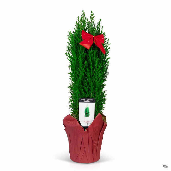 European Cypress with Red Pot Cover 6 inch