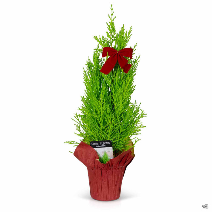 Holiday Lemon Cypress with Red Pot Cover