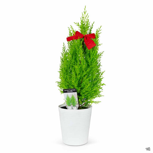 Holiday Lemon Cypress with White Pot 6 inch