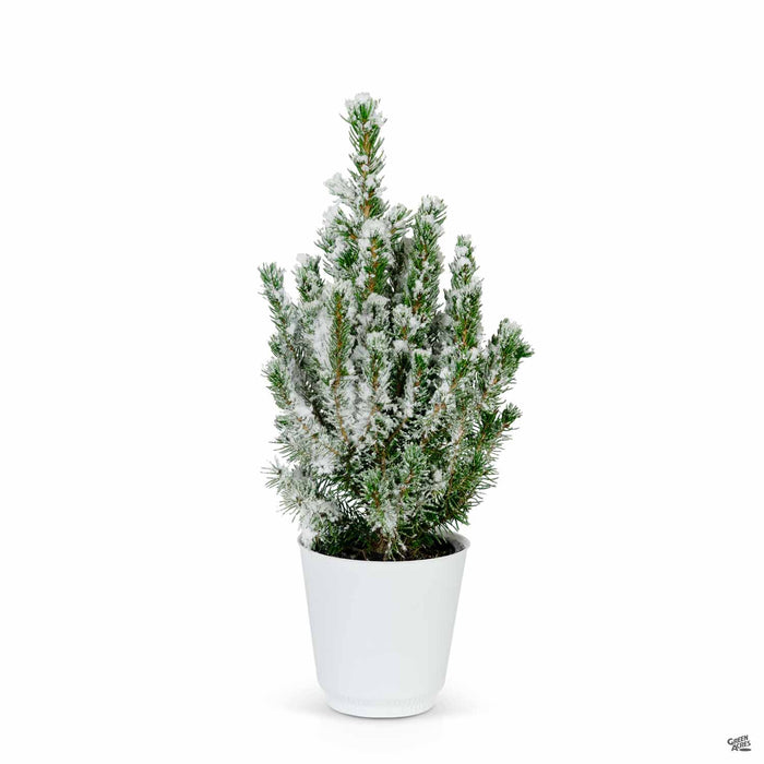 Holiday Flocked Pine with White Pot 4 inch