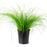 Lomandra Misty Green Lime Mist 1 gal