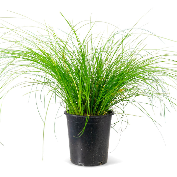 Lomandra Misty Green Lime Mist 1 gal