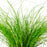 Lomandra Misty Green Lime Mist