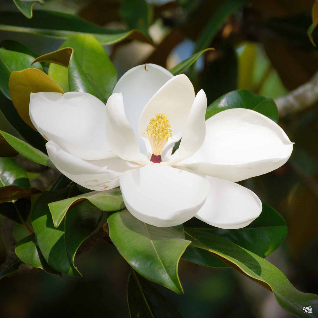 Magnolia 'Bracken's Brown Beauty' — Green Acres Nursery & Supply