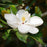 Magnolia Brakens Brown Beauty