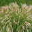 Maiden Grass Adagio