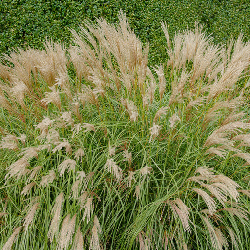 Maiden Grass Adagio