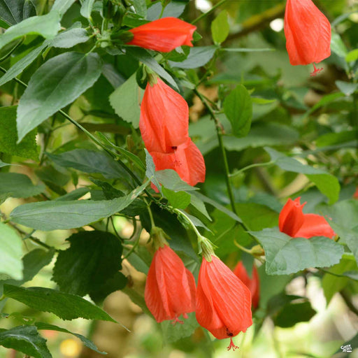 Texas Mallow