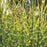Zebra Grass