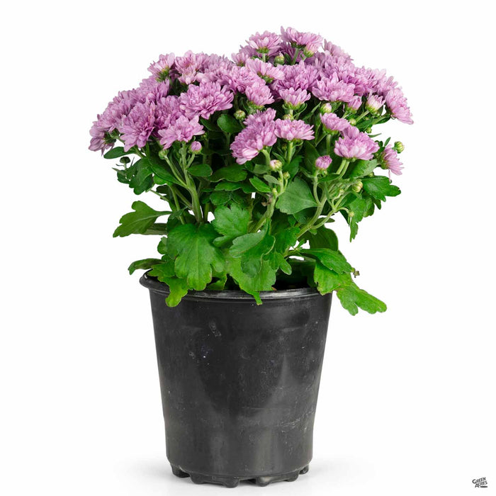 Mum Pink Lavender 1 gallon