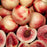 Nectarine 'Arctic Sprite', Miniature