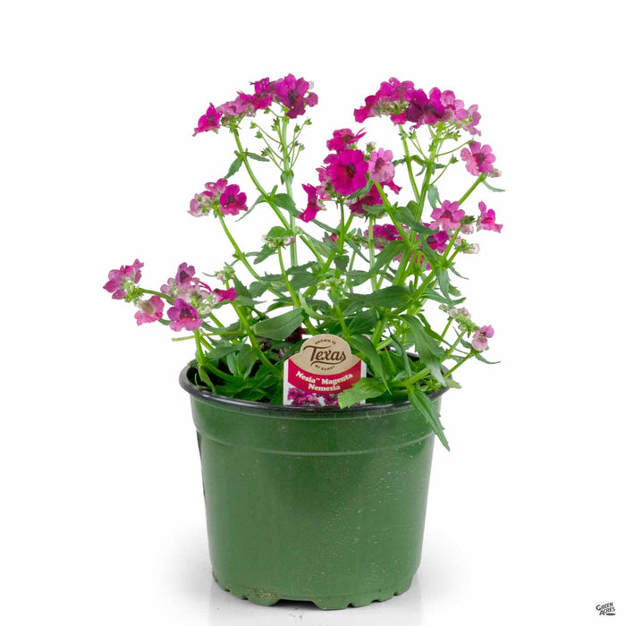 Nemesia Nesia Magenta 6.5 inch