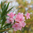 Oleander Petite Pink