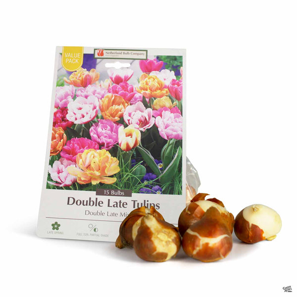 NetherlandBulbs_Tulip_DoubleLa