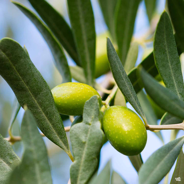 Olive 'Coratina' — Green Acres Nursery & Supply