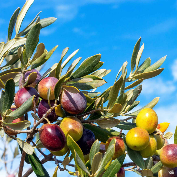果樹 Taggasca Olea_Olive_Taggiasca_600x600.