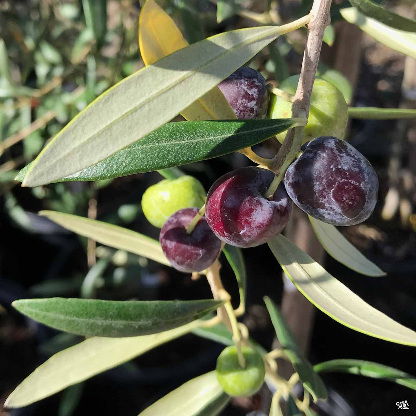 Fruiting Olives