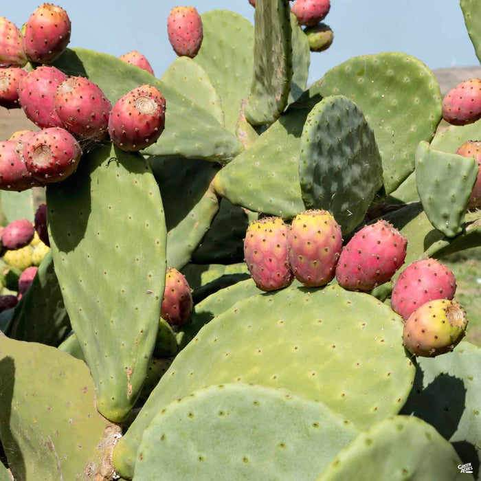 Spineless Prickly Pear