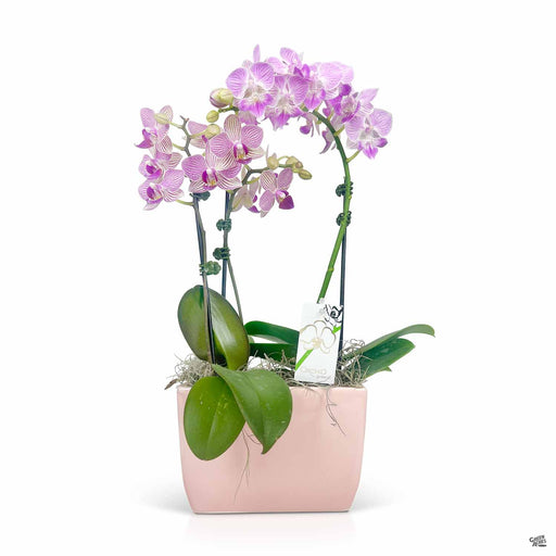 Orchid Phalaenopsis 5 inch Pot Up