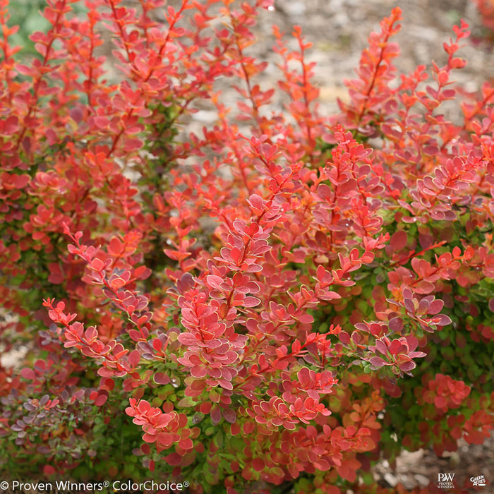 Sunjoy Tangelo Barberry
