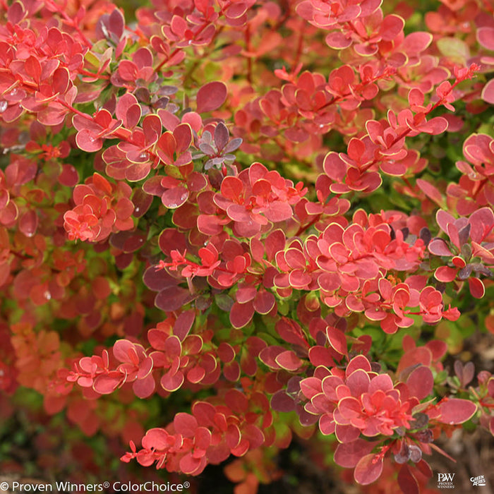 Sunjoy Tangelo Barberry