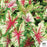 Heart to Heart Caladium Flatter Me