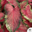 Heart to Heart Caladium Hearts Delight