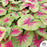 Heart to Heart Caladium Lemon Blush