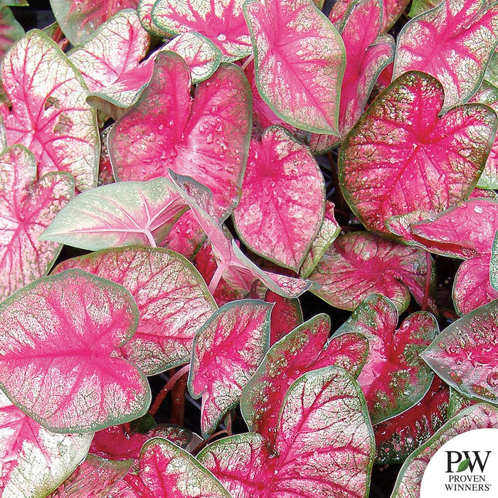 Heart to Heart Caladium Radiance