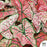 Heart to Heart Caladium Splash of Wine