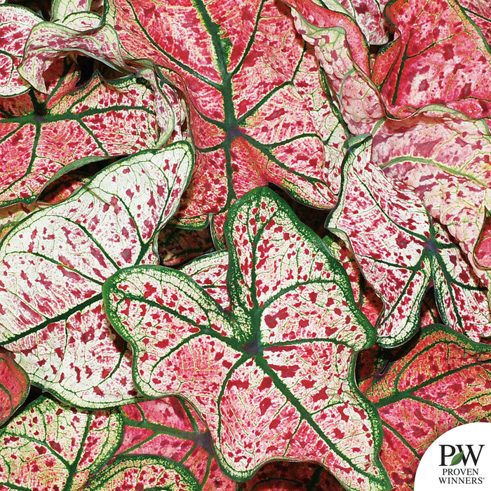 Heart to Heart Caladium Splash of Wine
