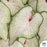 Heart to Heart Caladium White Wonder