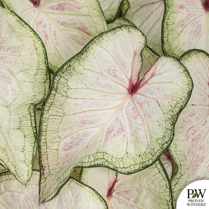 Heart to Heart Caladium White Wonder