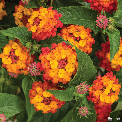 Luscious® Lantana