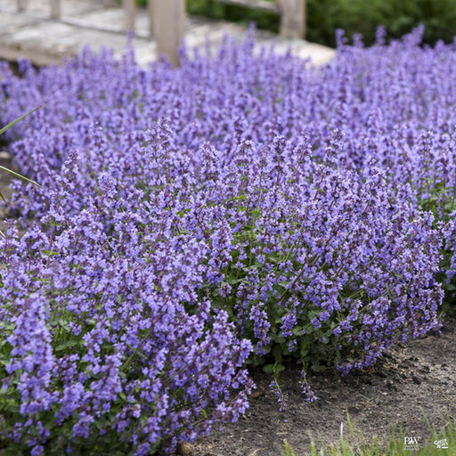 Cats Pajamas Catmint