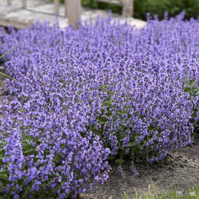 Cats Pajamas Catmint