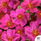 Mojave Fuchsia Purslane