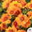 Mojave Mango Purslane