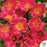 Mojave Red Purslane