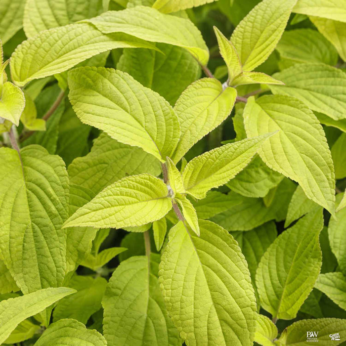 pineapple sage plants for sale Pineapple Sage 'Golden Delicious' — Green Acres Nursery & Supply