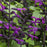 Rockin' Deep Purple Sage