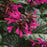 Rockin' Fuchsia Sage