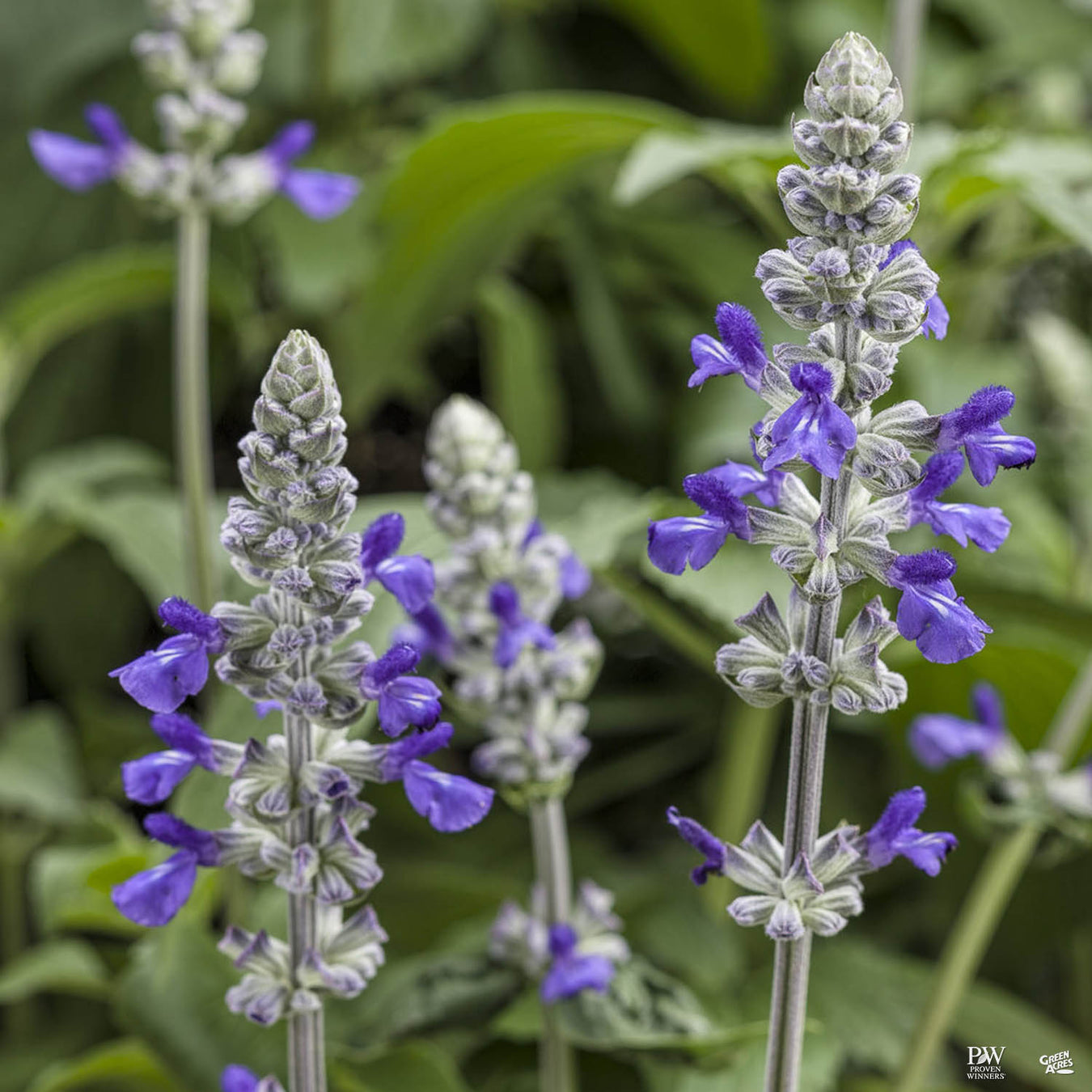 Rockin'® Sage by Proven Winners®