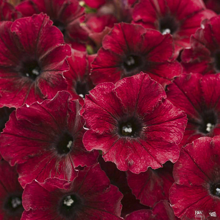 Supertunia® Series Petunias