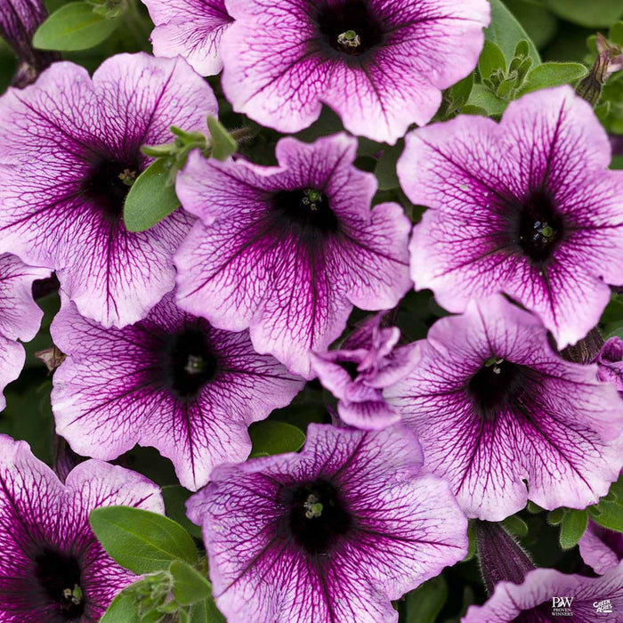 Supertunia® Series Petunias