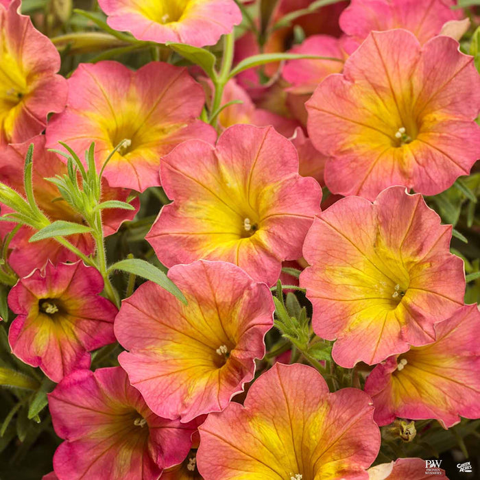 Supertunia® Series Petunias