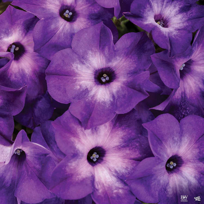Supertunia® Series Petunias