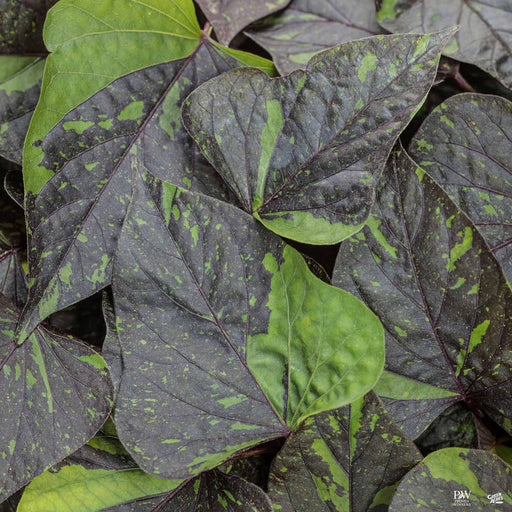 Sweet Caroline Sweetheart Shadowstorm