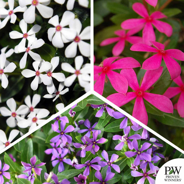 Soiree Kawaii® Series Vinca — Green Acres Nursery & Supply